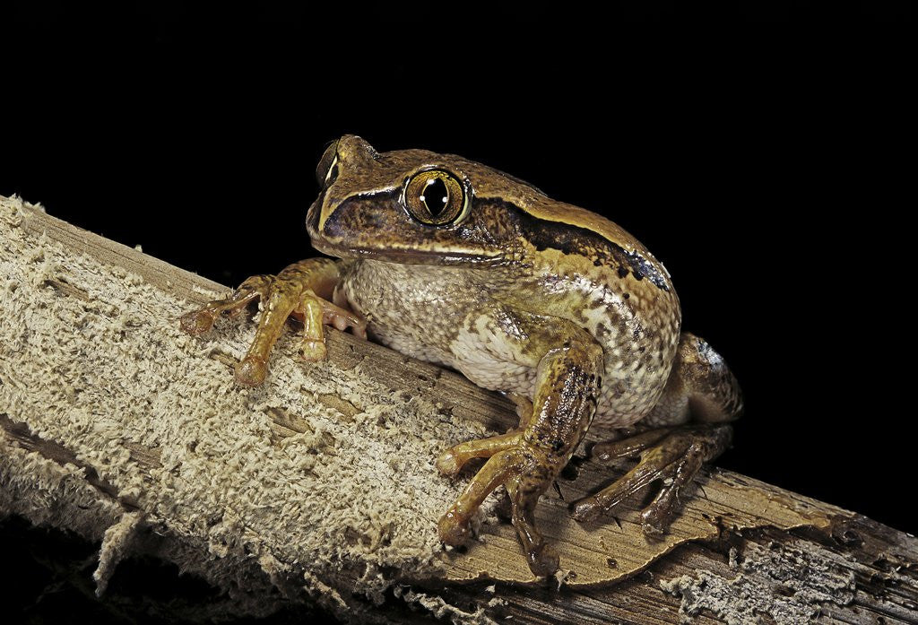 Detail of Leptopelis vermiculatus (Amani forest treefrog, big-eyed treefrog) by Anonymous
