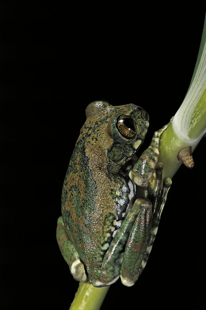Detail of Leptopelis vermiculatus (Amani forest treefrog, big-eyed treefrog) by Anonymous