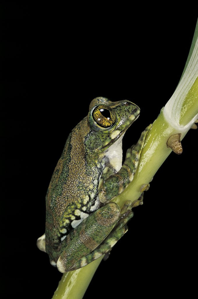 Detail of Leptopelis vermiculatus (Amani forest treefrog, big-eyed treefrog) by Anonymous