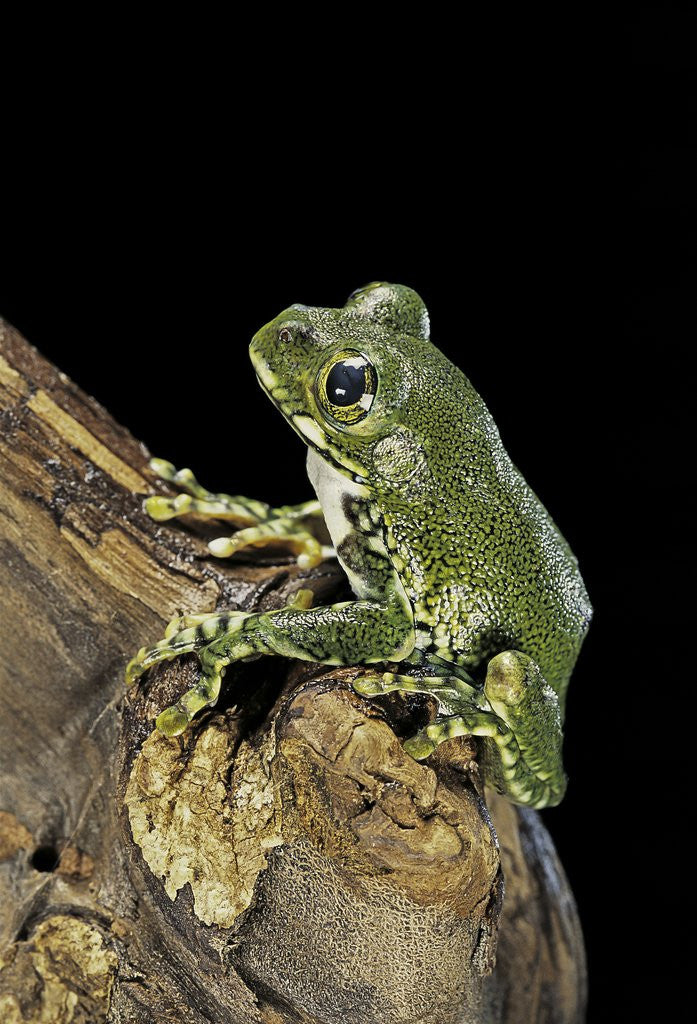 Detail of Leptopelis vermiculatus (Amani forest treefrog, big-eyed treefrog) by Anonymous