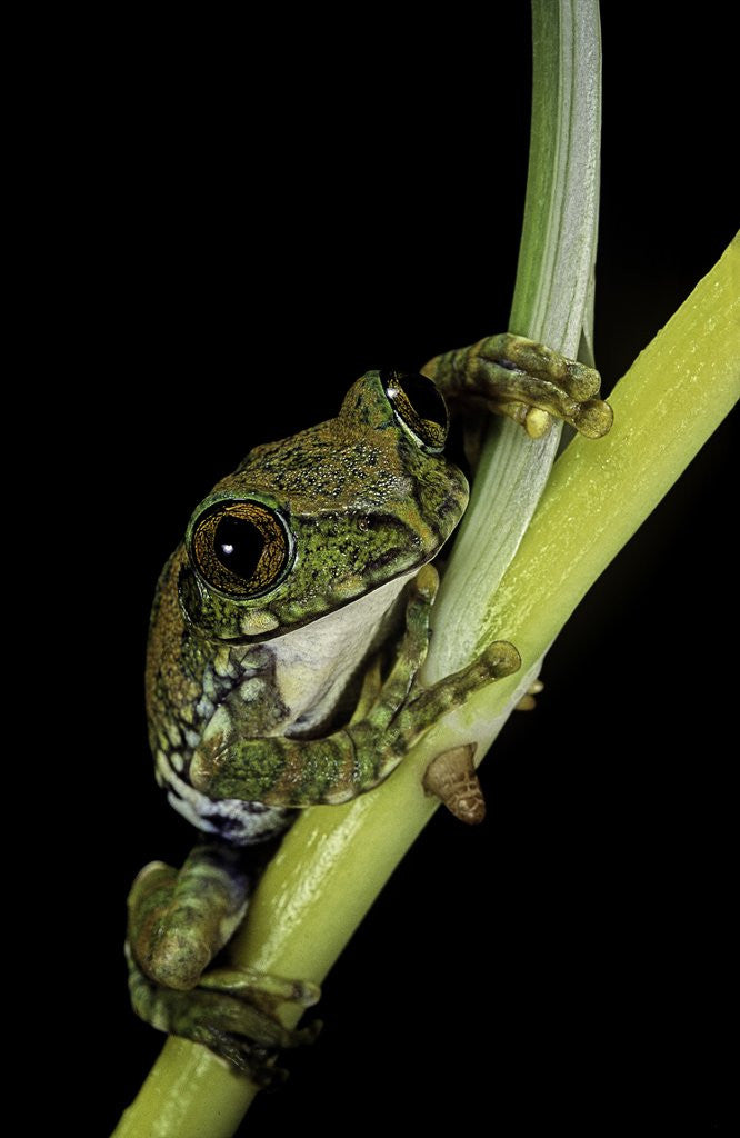 Detail of Leptopelis vermiculatus (Amani forest treefrog, big-eyed treefrog) by Anonymous