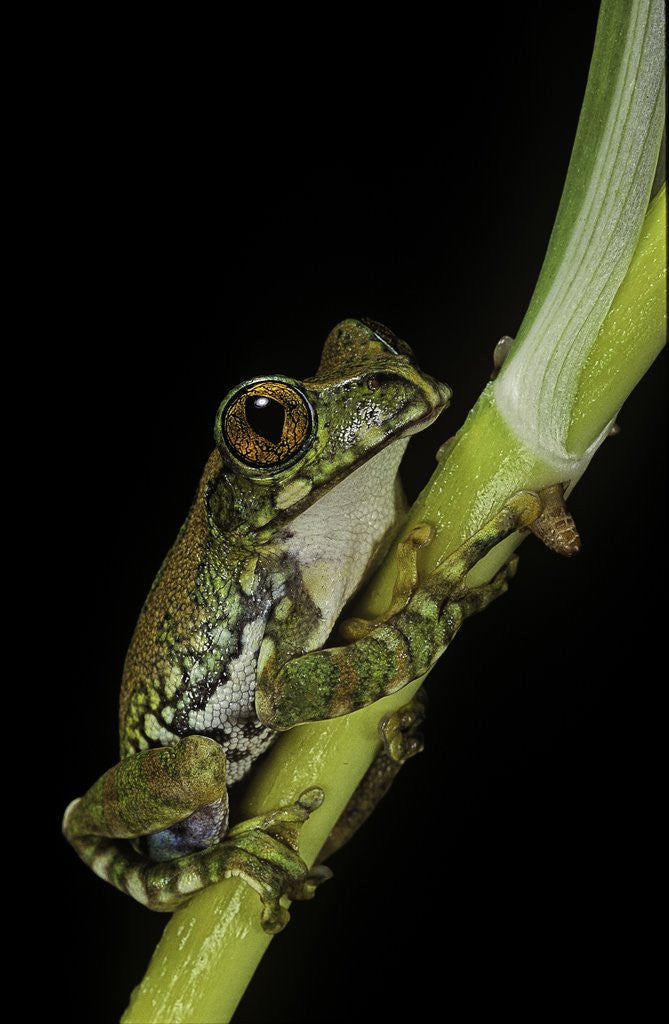 Detail of Leptopelis vermiculatus (Amani forest treefrog, big-eyed treefrog) by Anonymous