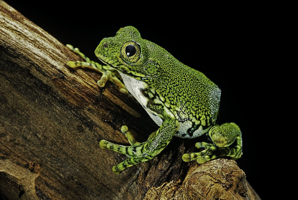 Detail of Leptopelis vermiculatus (Amani forest treefrog, big-eyed treefrog) by Anonymous