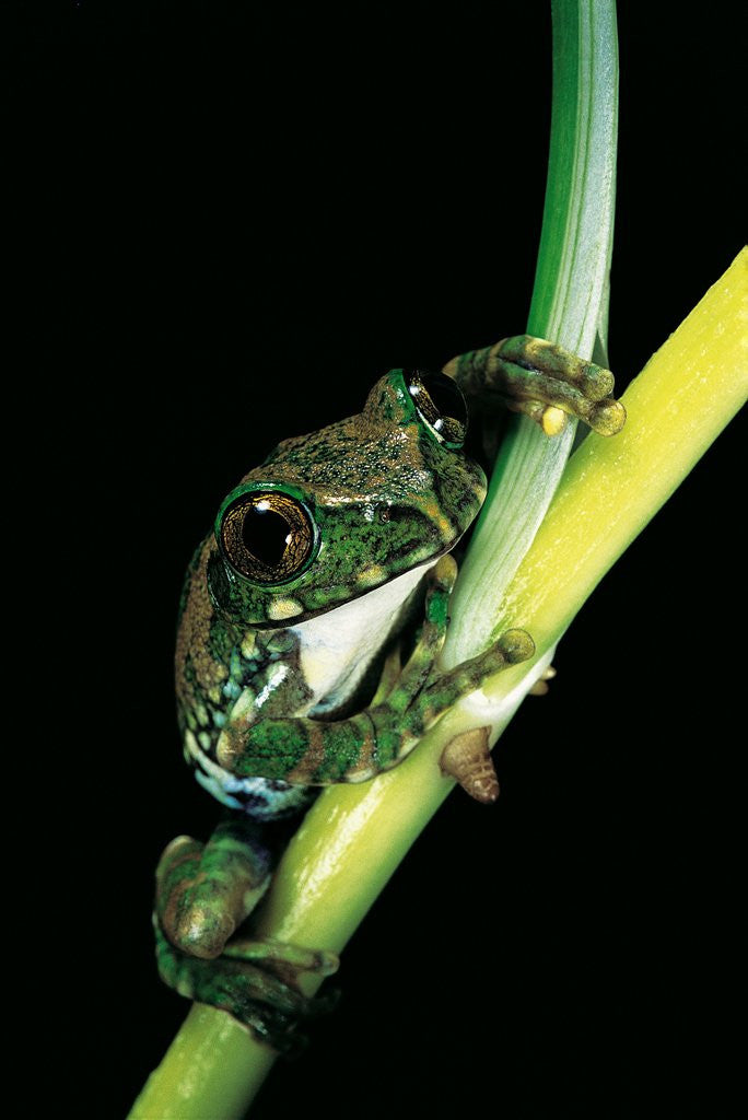 Detail of Leptopelis vermiculatus (Amani forest treefrog, big-eyed treefrog) by Anonymous