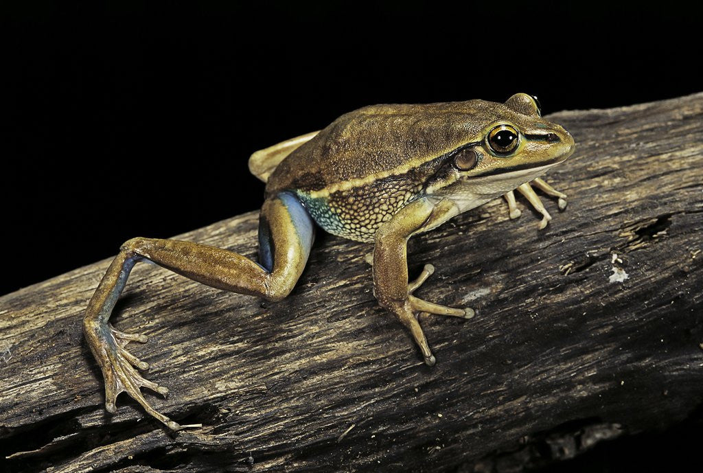 Detail of Litoria aurea (green and golden bell frog) by Anonymous