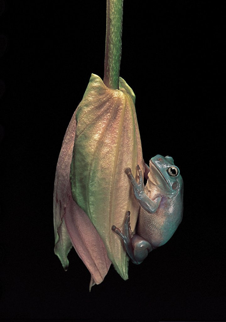 Detail of Litoria caerulea (dumpy treefrog) by Anonymous
