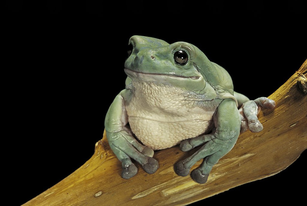 Detail of Litoria caerulea (dumpy treefrog) by Anonymous