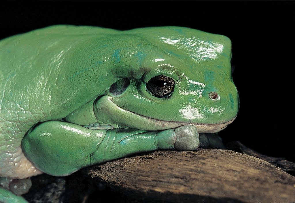 Detail of Litoria caerulea (dumpy treefrog) by Anonymous
