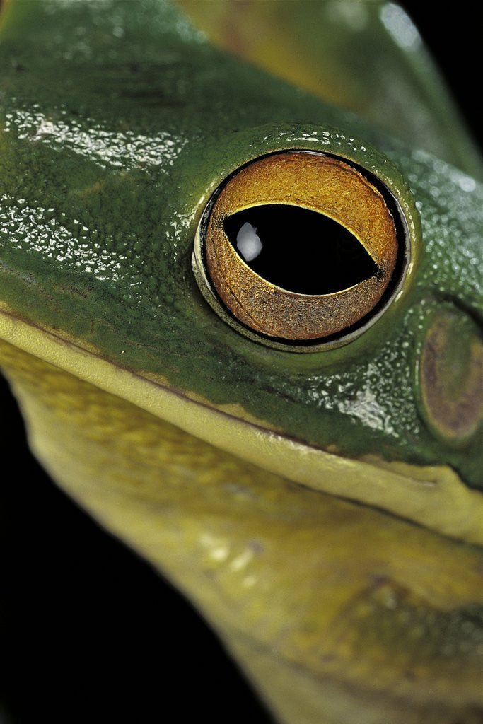 Detail of Litoria infrafrenata (white-lipped treefrog, giant treefrog) by Anonymous