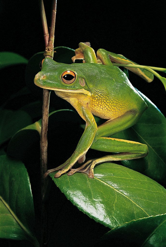 Detail of Litoria infrafrenata (white-lipped treefrog, giant treefrog) by Anonymous