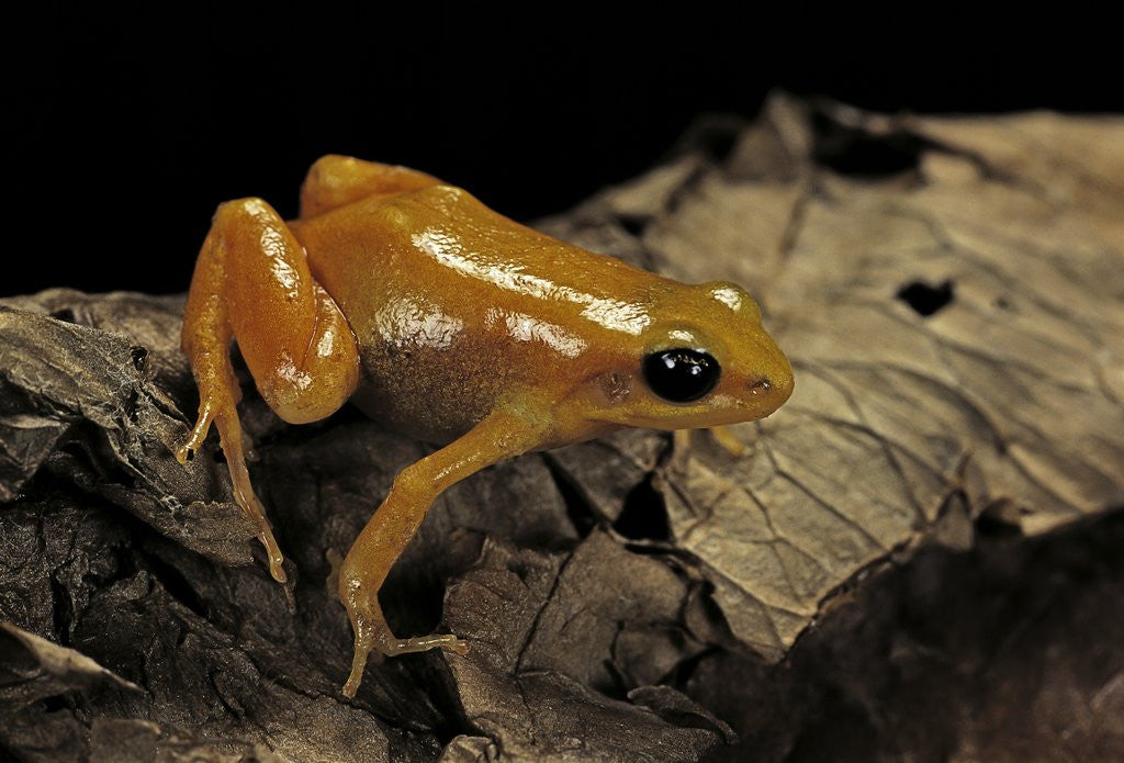 Detail of Mantella aurantiaca (golden mantella) by Anonymous