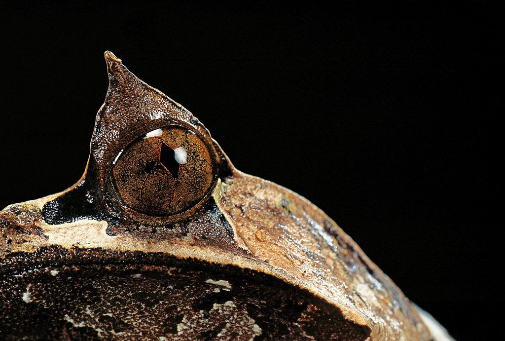 Detail of Megophrys nasuta (Malayan horned frog, long-nosed horned frog, Malayan leaf frog) by Anonymous