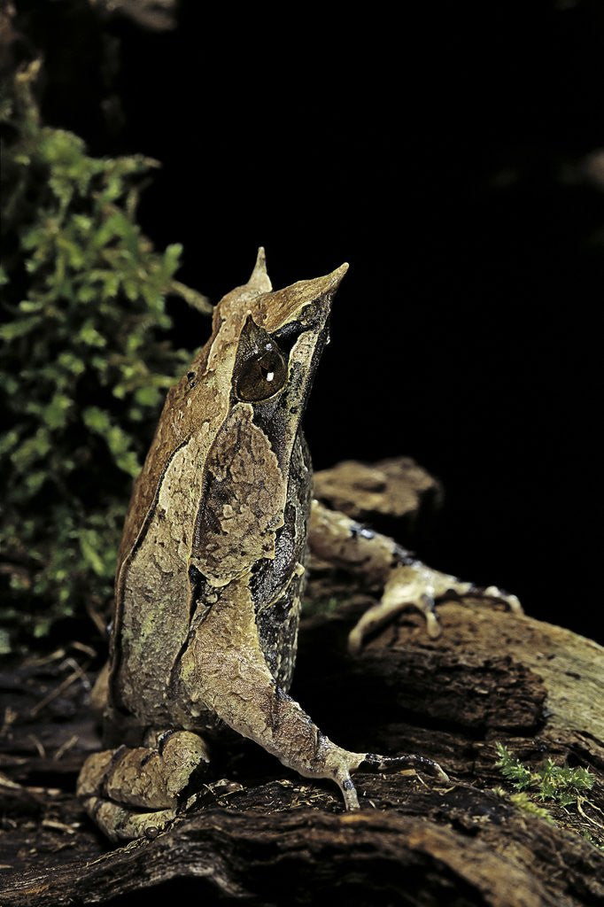 Detail of Megophrys nasuta (Malayan horned frog, long-nosed horned frog, Malayan leaf frog) by Anonymous