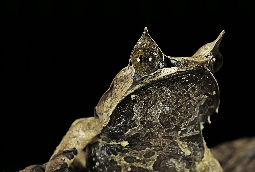 Detail of Megophrys nasuta (Malayan horned frog, long-nosed horned frog, Malayan leaf frog) by Corbis