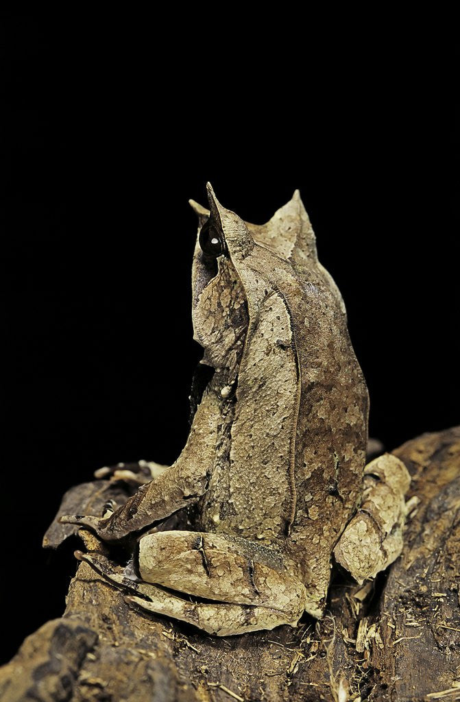 Detail of Megophrys nasuta (Malayan horned frog, long-nosed horned frog, Malayan leaf frog) by Anonymous