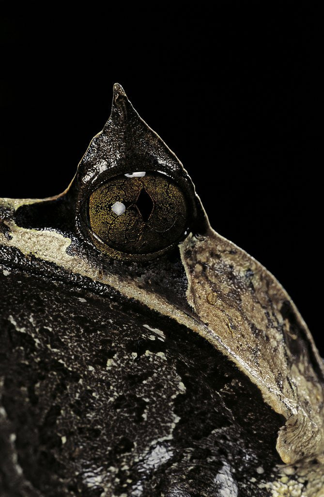 Detail of Megophrys nasuta (Malayan horned frog, long-nosed horned frog, Malayan leaf frog) by Anonymous