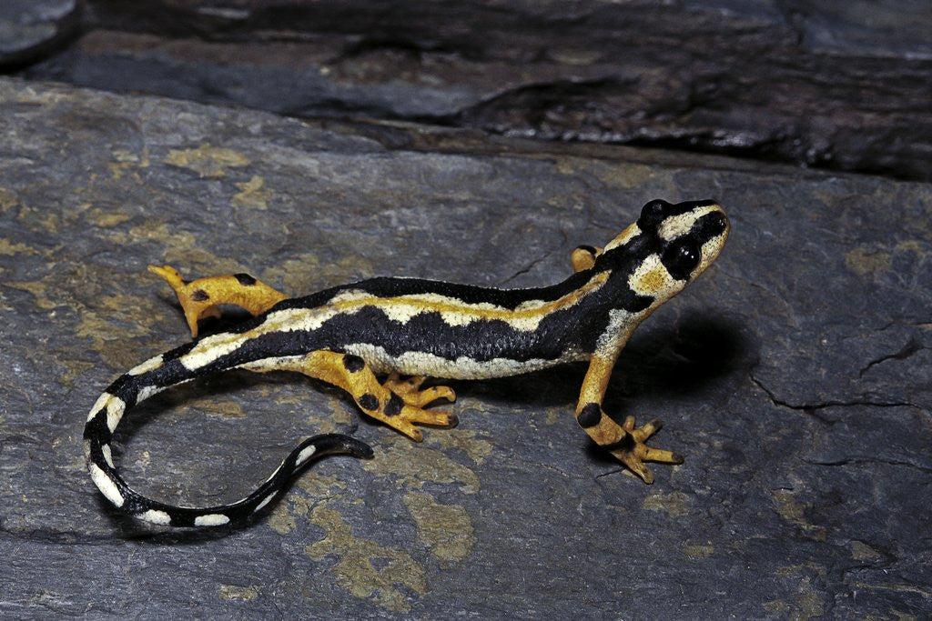 Detail of Neurergus kaiseri (Luristan newt, emperor spotted newt) by Anonymous