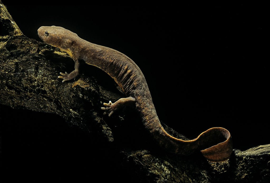 Detail of Pachyhynobius schangchengensis (Shangcheng stout salamander) by Anonymous
