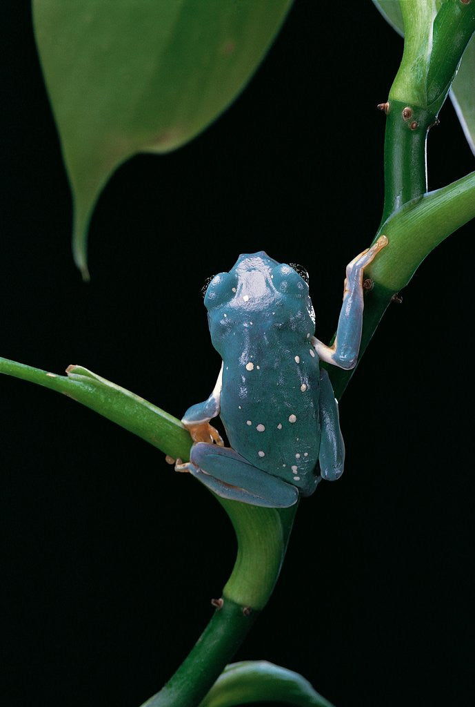 Detail of Pachymedusa dacnicolor (Mexican leaf frog) by Corbis