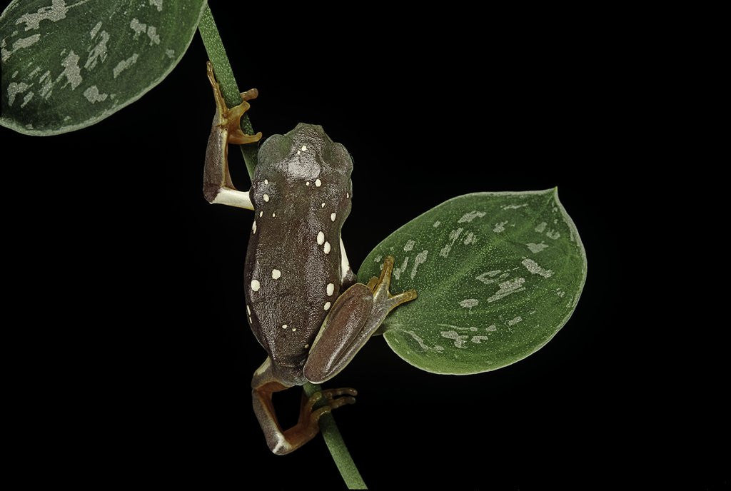 Detail of Pachymedusa dacnicolor (Mexican leaf frog) by Anonymous