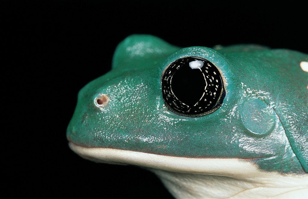 Detail of Pachymedusa dacnicolor (Mexican leaf frog) by Anonymous