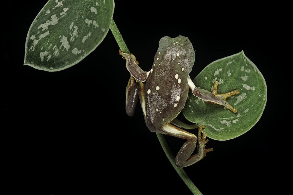 Detail of Pachymedusa dacnicolor (Mexican leaf frog) by Anonymous