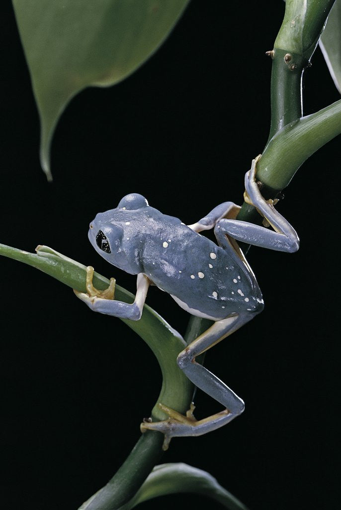 Detail of Pachymedusa dacnicolor (Mexican leaf frog) by Anonymous