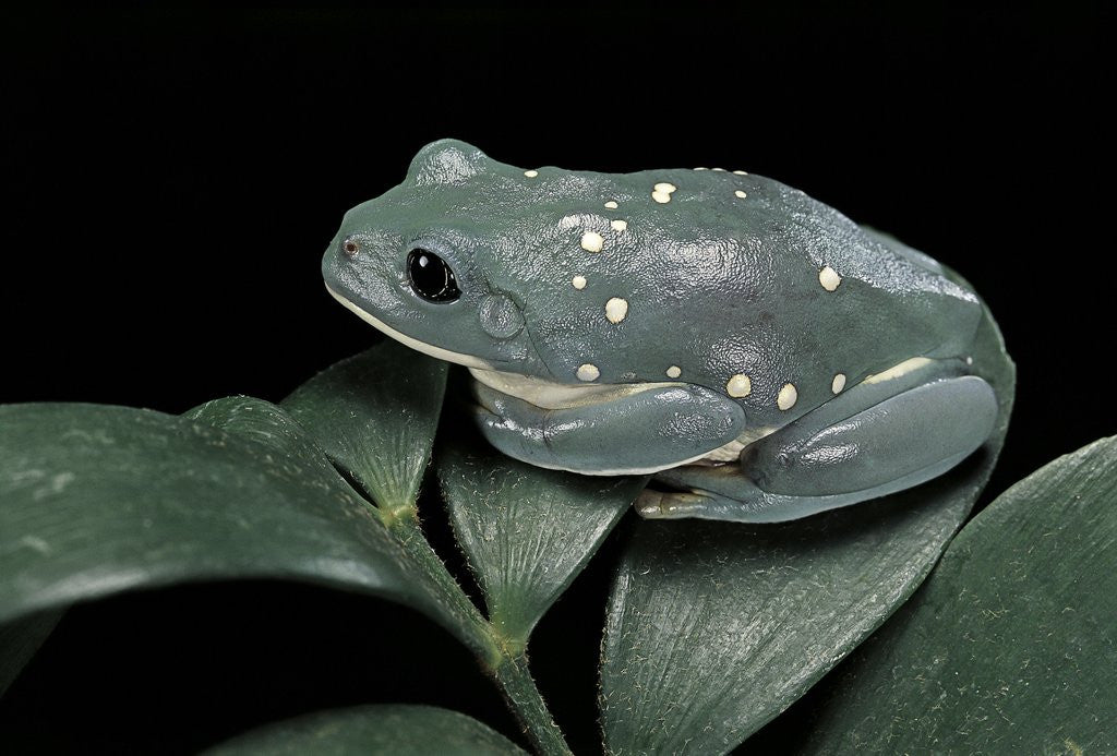 Detail of Pachymedusa dacnicolor (Mexican leaf frog) by Anonymous