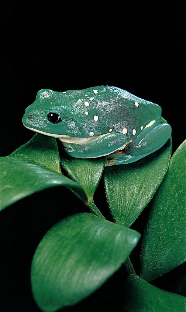 Detail of Pachymedusa dacnicolor (Mexican leaf frog) by Anonymous