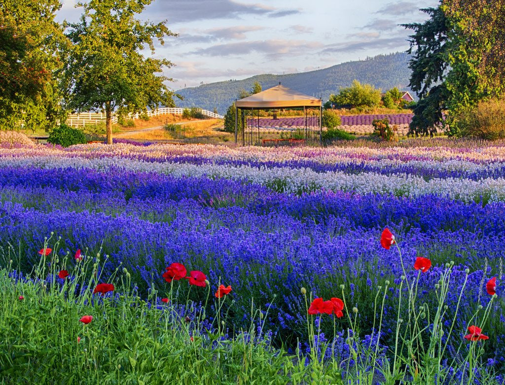 Detail of Tent in Lavender field by Anonymous