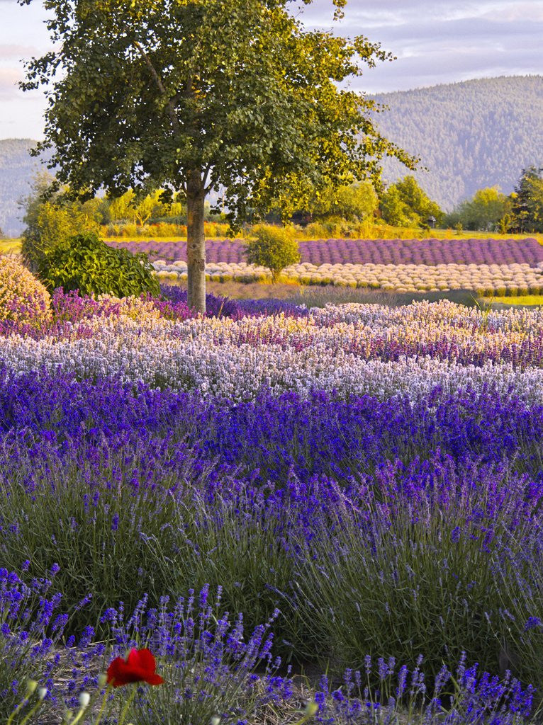 Detail of Lone Tree in Lavender field by Anonymous