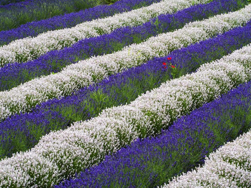 Detail of Rows of Lavender With Poppies by Anonymous
