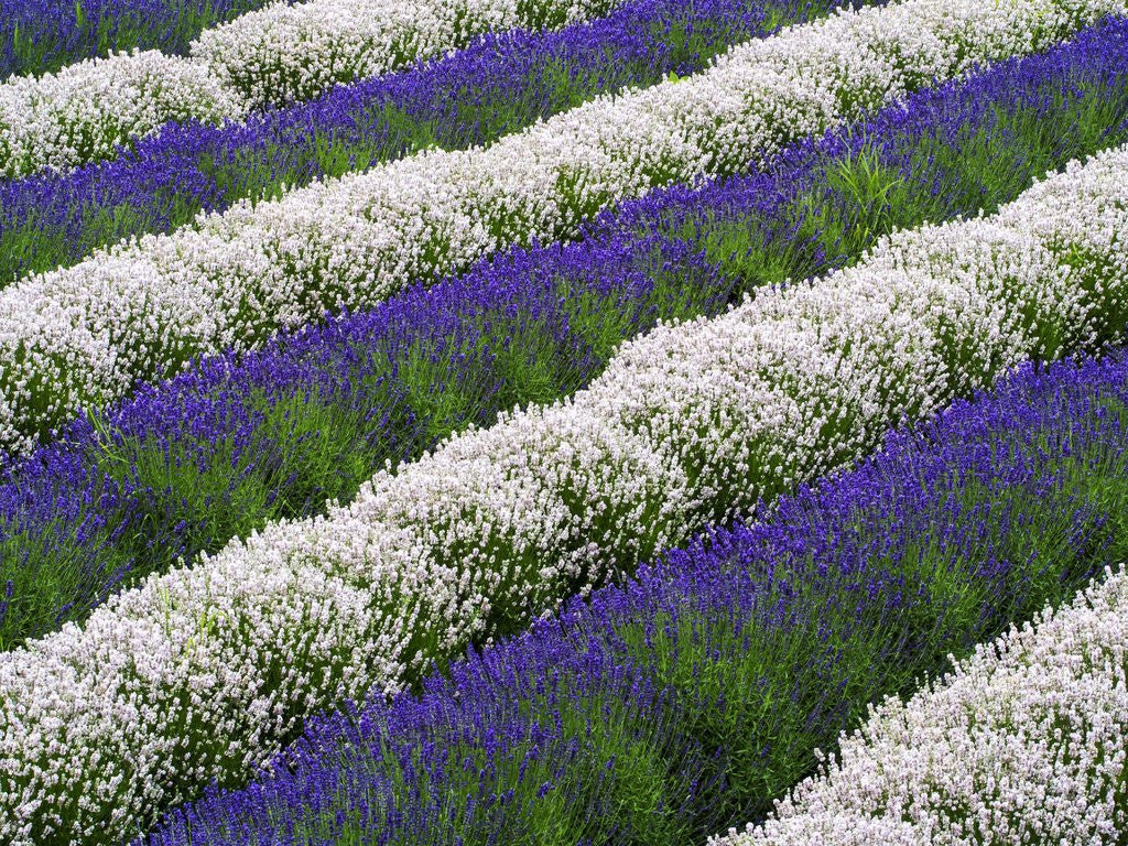 Detail of Rows of Lavender by Anonymous