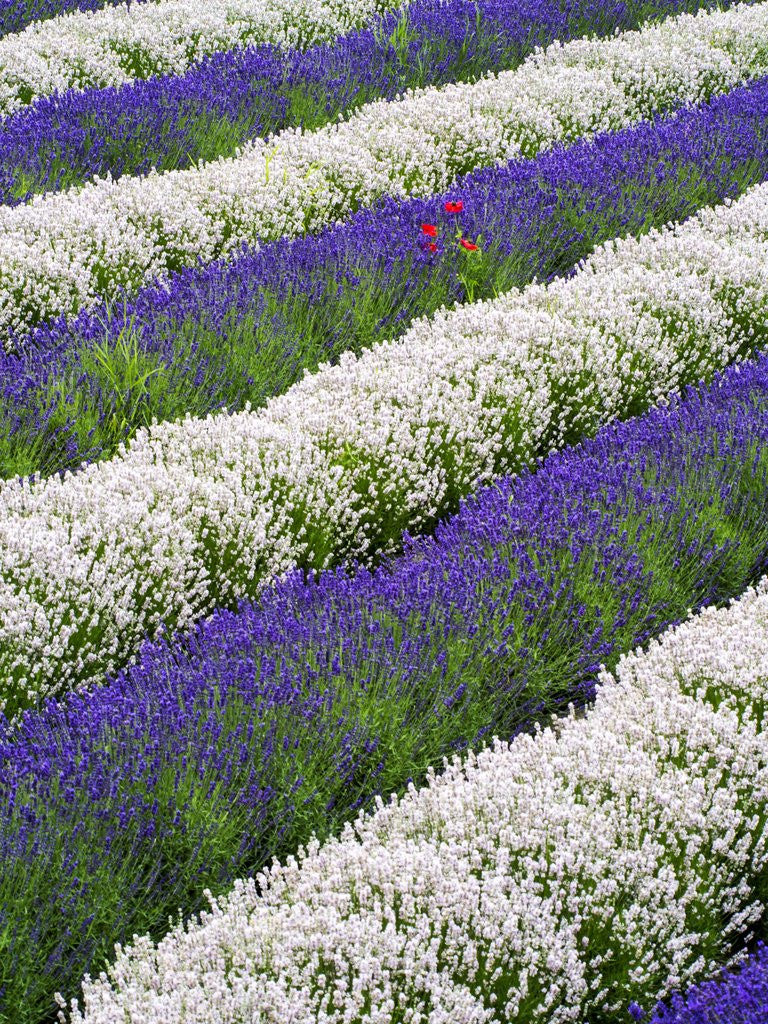 Detail of Rows of Lavender With Poppies by Anonymous