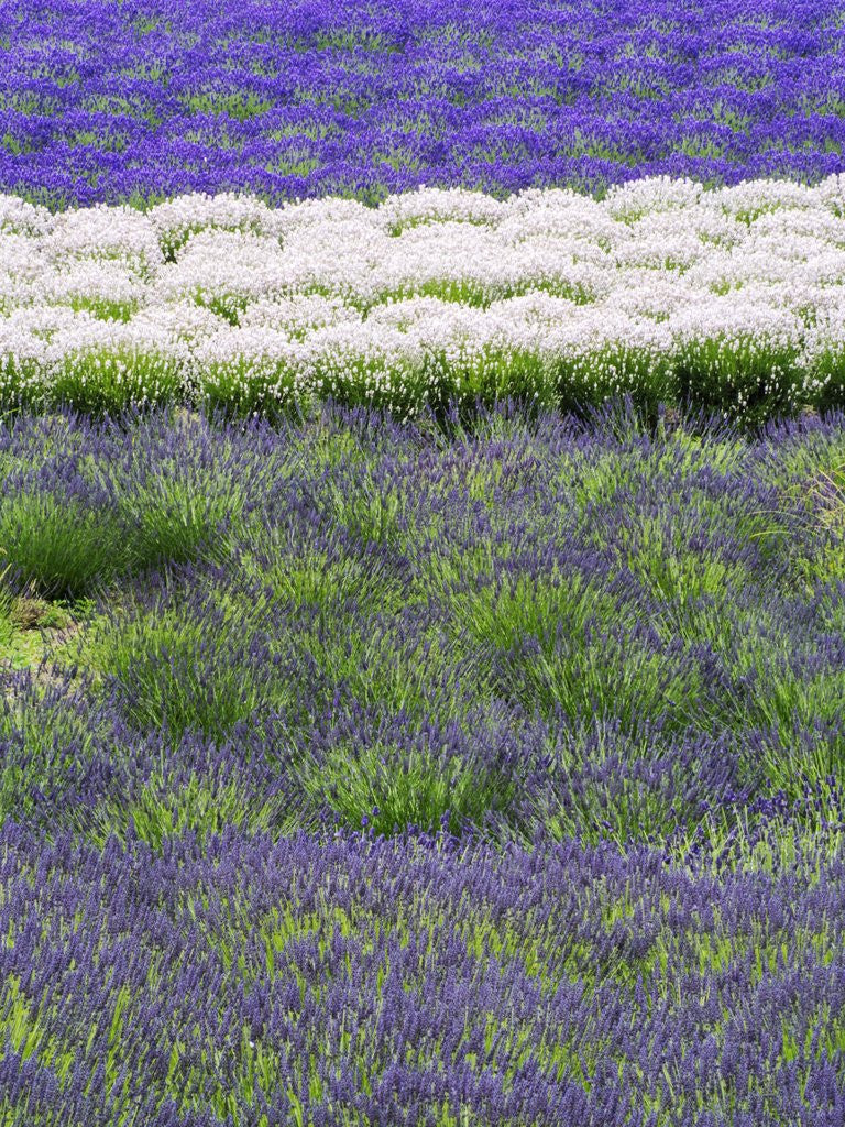 Detail of Rows of Lavender by Anonymous
