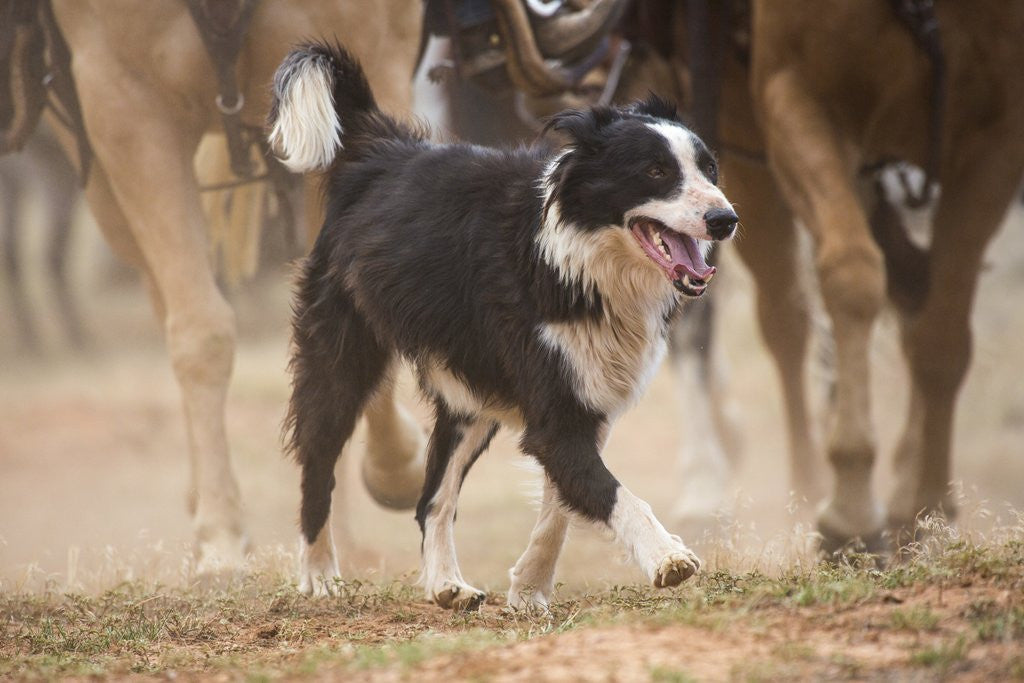 Detail of Cowdog helping with round up by Anonymous