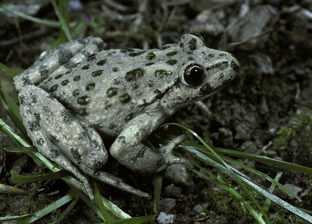 Detail of Pelodytes punctatus (common parsley frog) by Anonymous