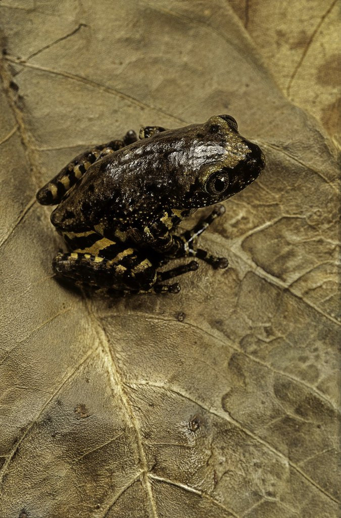 Detail of Phlyctimantis boulengeri by Anonymous