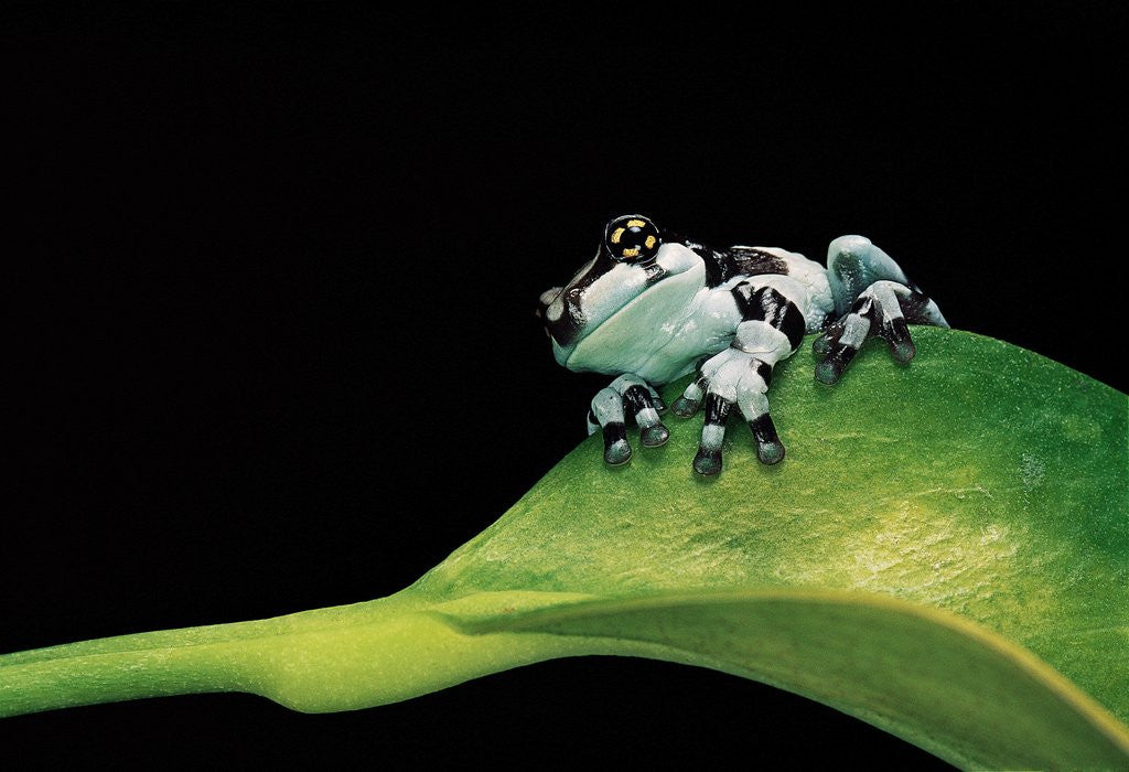 Detail of Phrynohyas resinifictrix (Amazon milk frog) - young by Anonymous