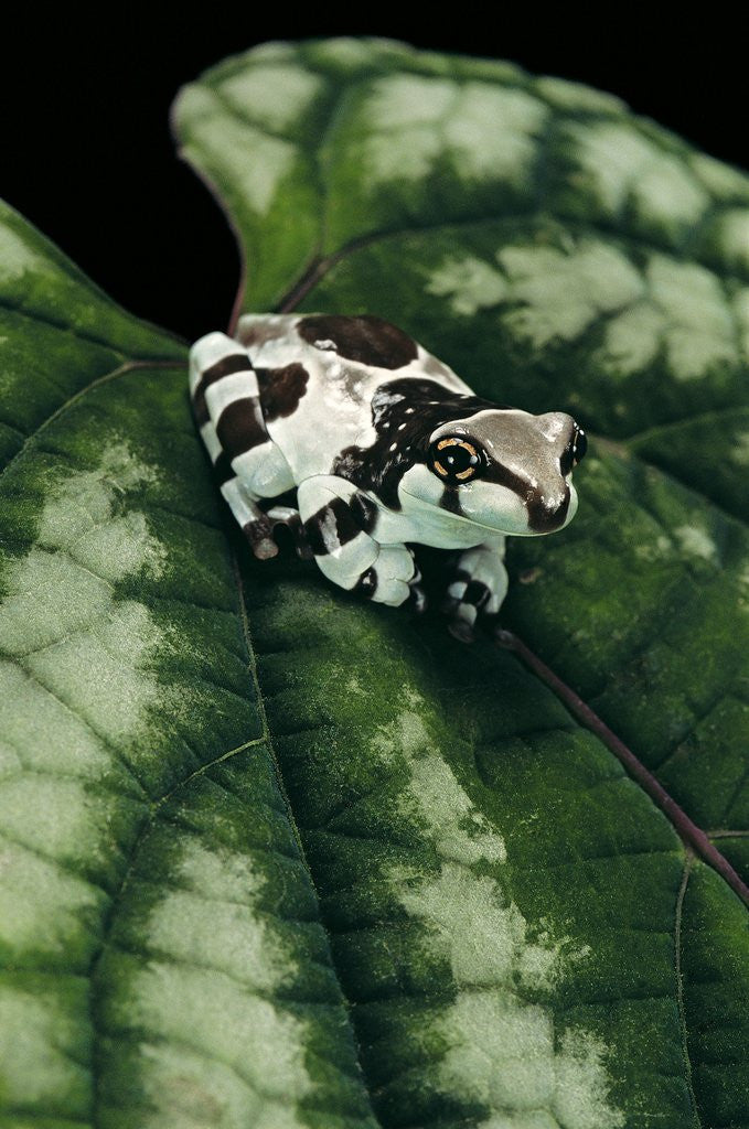 Detail of Phrynohyas resinifictrix (Amazon milk frog) - young by Anonymous