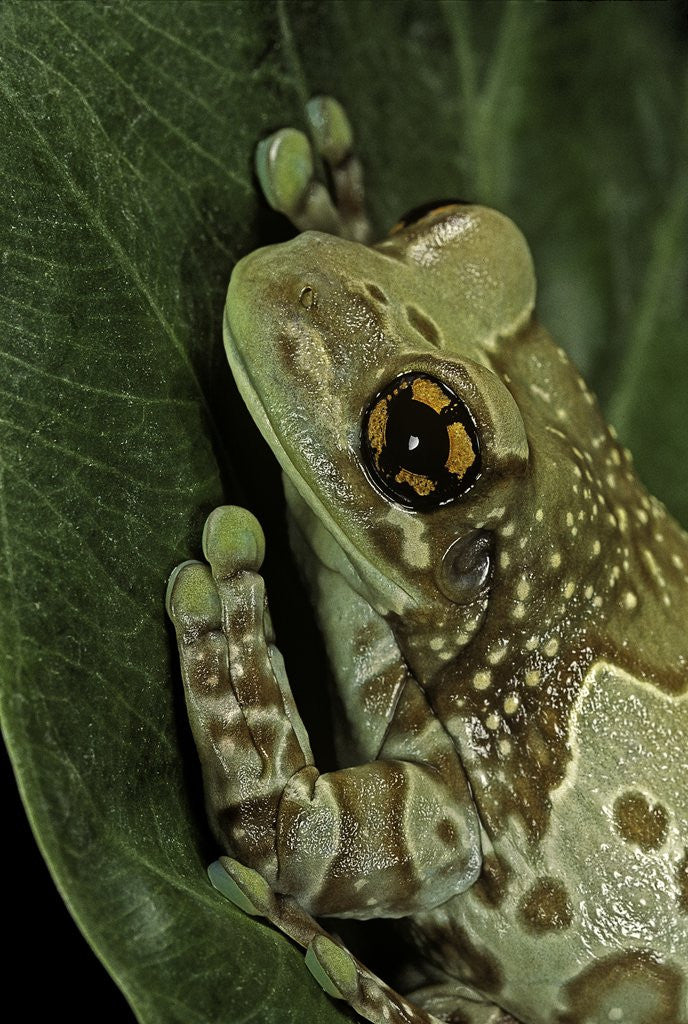 Detail of Phrynohyas resinifictrix (Amazon milk frog) by Corbis
