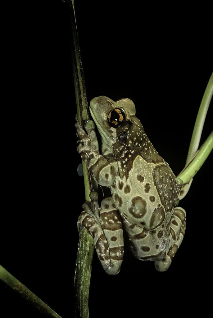 Detail of Phrynohyas resinifictrix (Amazon milk frog) by Anonymous