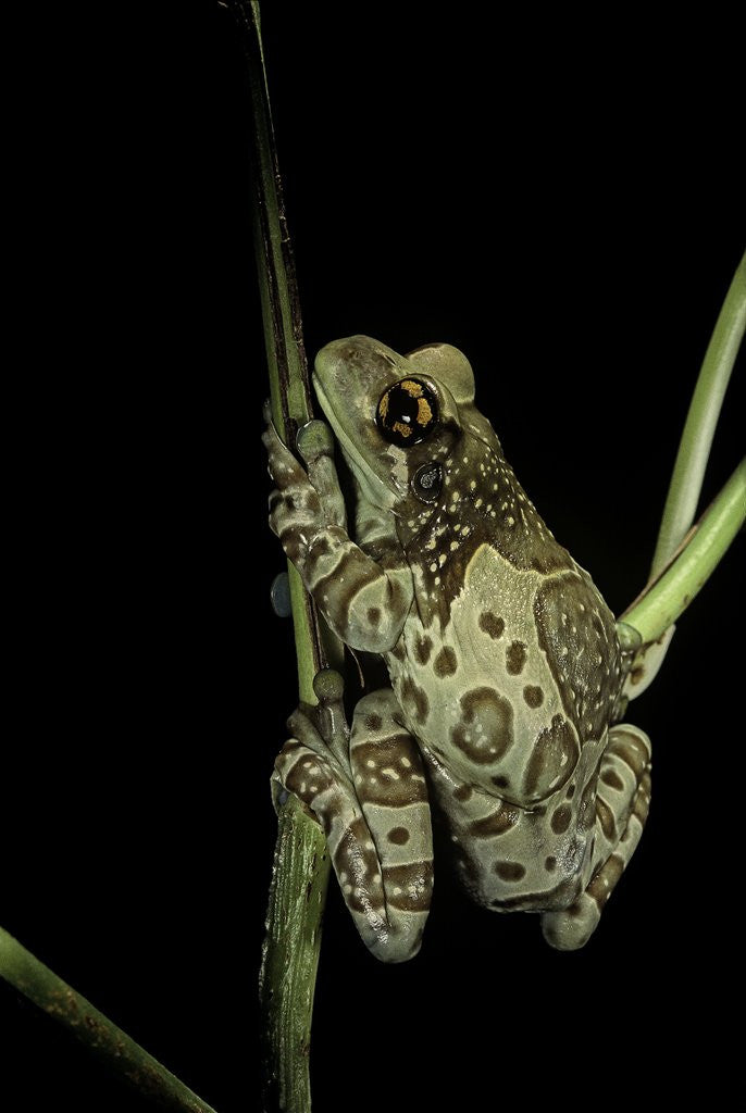 Detail of Phrynohyas resinifictrix (Amazon milk frog) by Corbis