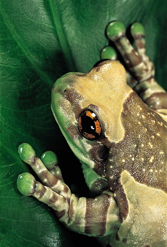 Detail of Phrynohyas resinifictrix (Amazon milk frog) by Anonymous