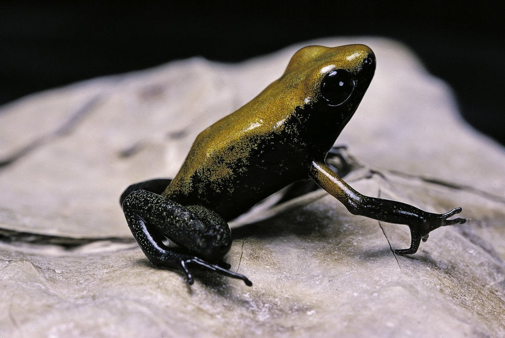 Detail of Phyllobates bicolor (black-legged dart frog) by Anonymous