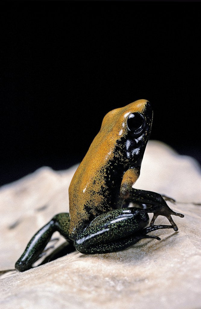 Detail of Phyllobates bicolor (black-legged dart frog) by Anonymous