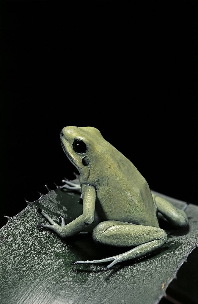 Detail of Phyllobates terribilis f. mint (golden poison frog) by Anonymous