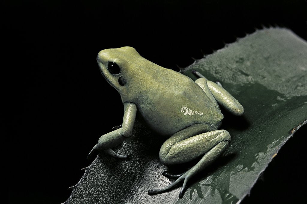 Detail of Phyllobates terribilis f. mint (golden poison frog) by Anonymous