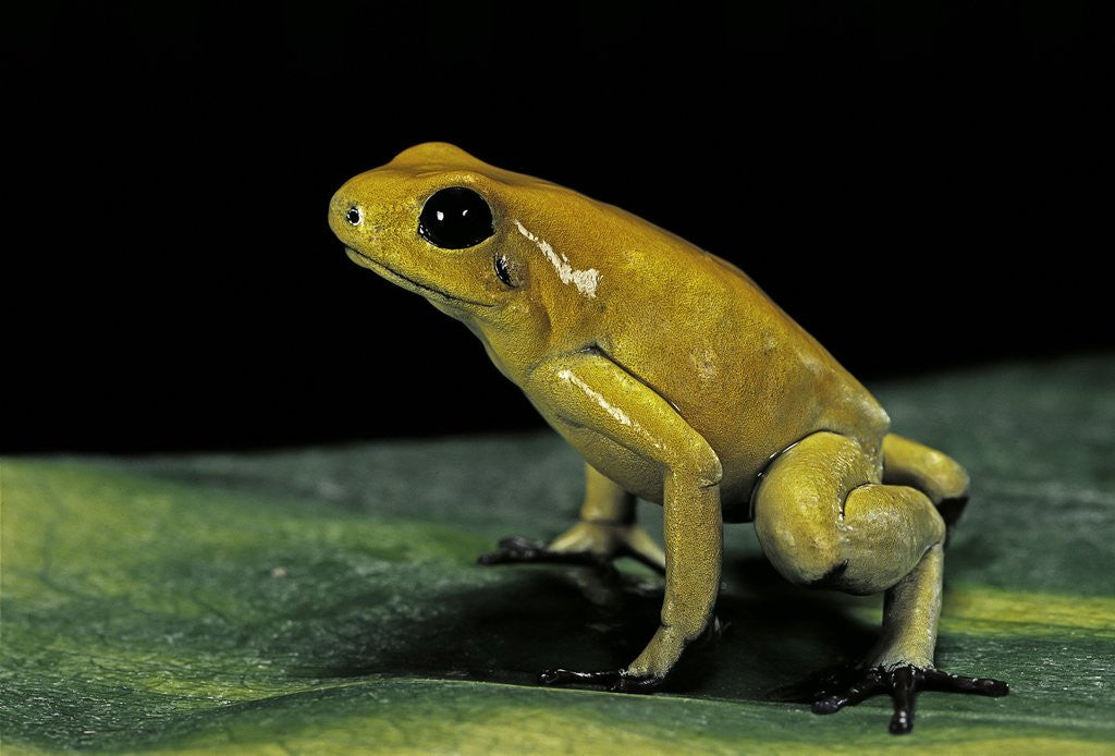 Detail of Phyllobates terribilis (golden poison frog) by Corbis