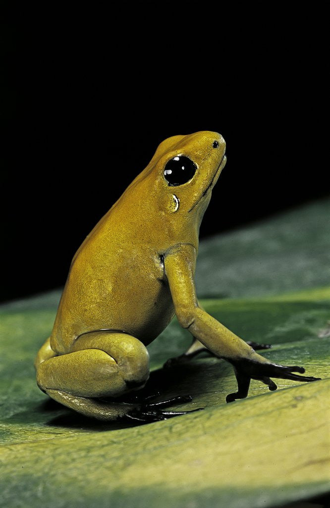 Detail of Phyllobates terribilis (golden poison frog) by Anonymous